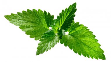 Catnip yaprakları n. Cataria, yollar