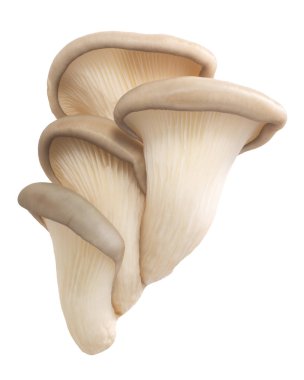 İstiridye mantarı pleurotus, yollar
