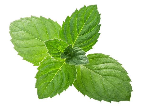 Pepermunt Mint m. piperita verlaat, paden — Stockfoto