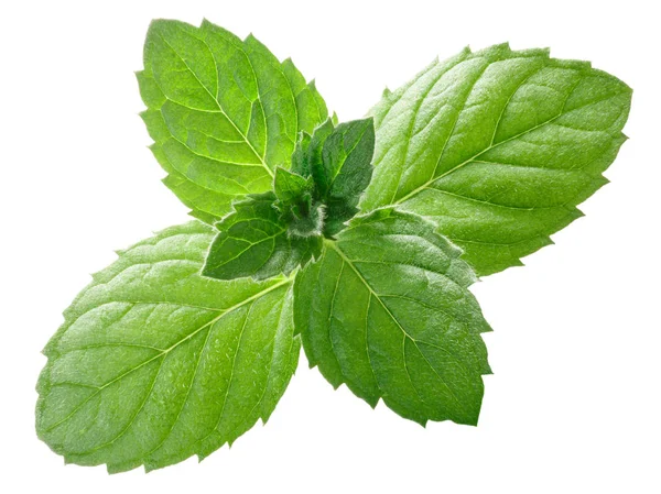 Peppermint mint m. piperita leaves, paths — Stok Foto