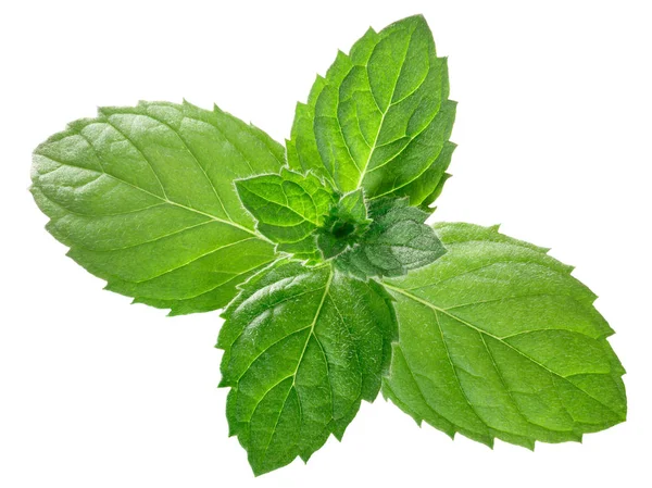 Borsmenta menta m. piperita levél, utak — Stock Fotó