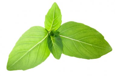 Tay fesleğen o. kutsal, yollar