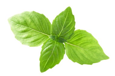 Tay fesleğen o. kutsal, yollar