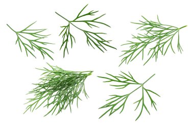 Dereotu a. graveolens, yollar bırakır