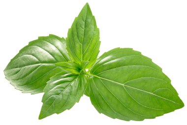 Fesleğen o. basilicum yaprakları, yolları