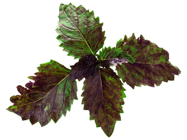 Basilico variegato viola verde, sentieri, top — Foto Stock