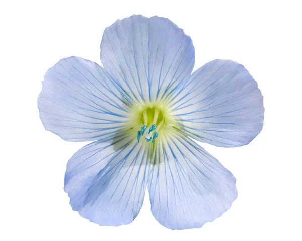 Flax flower l.usitatissimum, paths — Stock Photo, Image