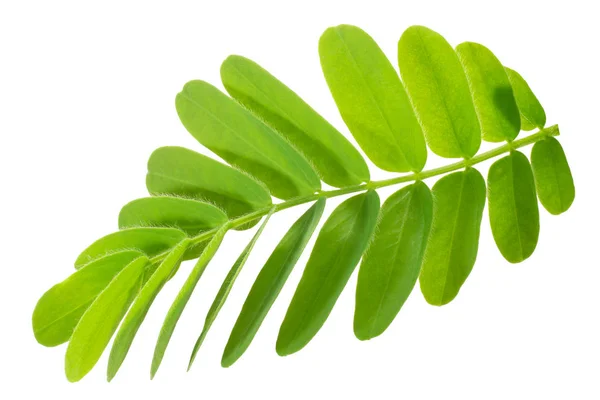 Tamarind t. Indica levelek, pályák — Stock Fotó
