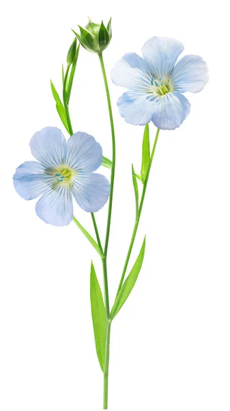 Flax plant l.usitatissimum, paths — Stock Photo, Image