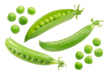 Bezelye tohumu pods p. sativum, yollar