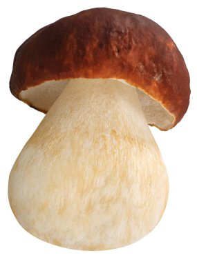 Cep porcino b. edulis mantar, yollar
