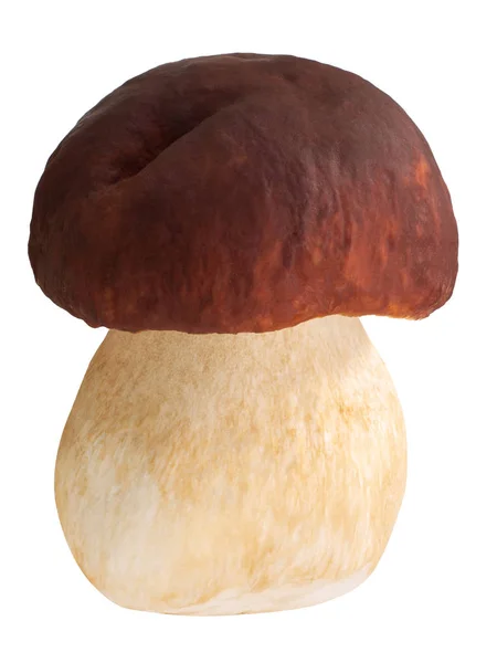 Cep porcino b. edulis mushroom, paths — Stock Photo, Image