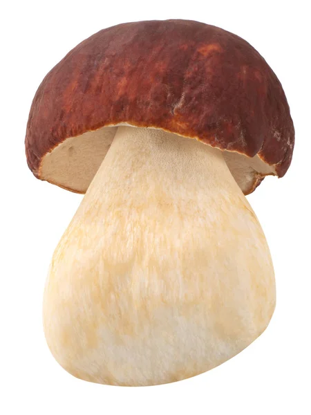 Cep porcino b. edulis setas, caminos —  Fotos de Stock