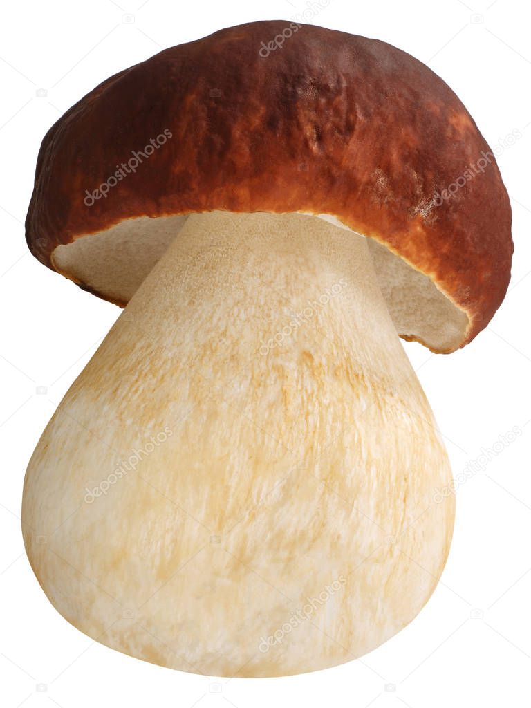 Cep porcino b. edulis mushroom, paths