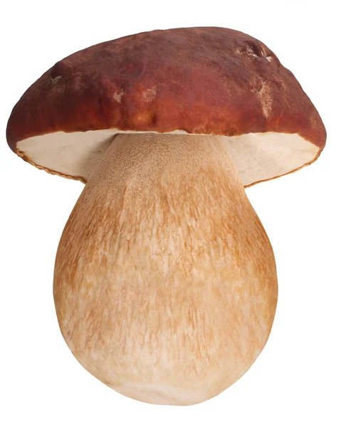 Свинина белая b. edulis mushroom, paths — стоковое фото