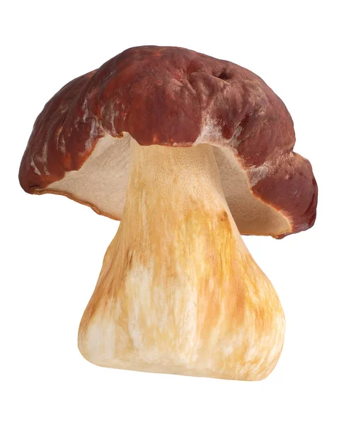 Свинина белая b. edulis mushroom, paths — стоковое фото