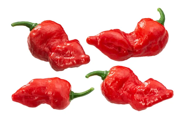 Fatalii peppers c. chinense, paths — Stock Photo, Image
