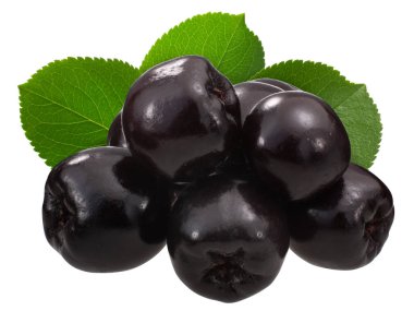 Chokeberry a. melanocarpa w yaprakları, kazık, yollar