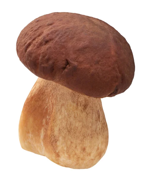 CEP porcino b. edulis houby, stezky — Stock fotografie