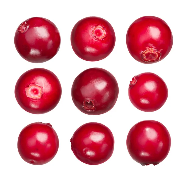 Lingonberry vaccinium vitis-idaea, paths — Stock Photo, Image
