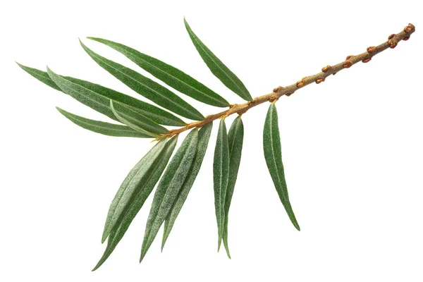 Sea buckthorn h. rhamnoides leaves, paths — Stock Photo, Image