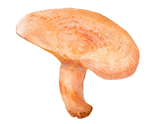 Safron milk cap l. deliciosus mushroom, paths — Stock Photo, Image