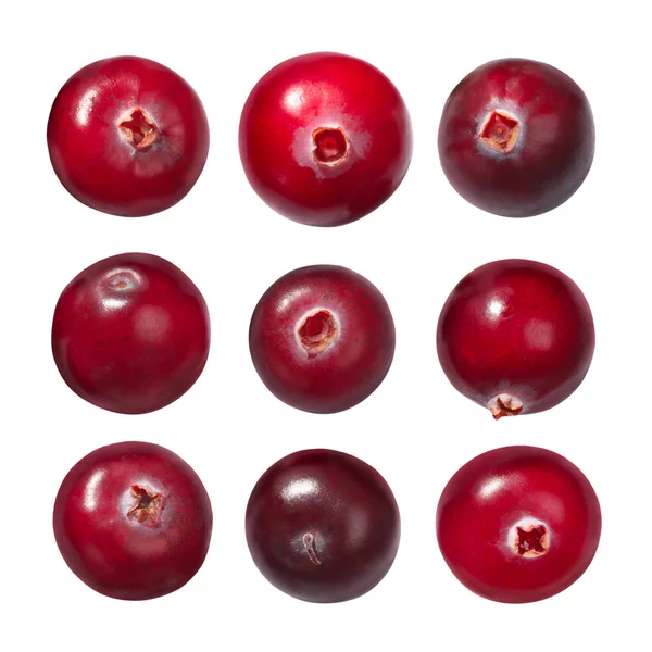 Cranberries v. oxycoccus, caminhos — Fotografia de Stock