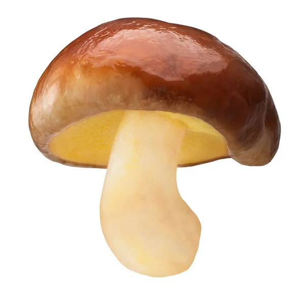 미끄러운 잭 s. 루테우스 버섯 전체, 경로 — 스톡 사진