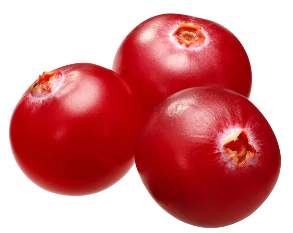 Tiga cranberry vs oxycoccs, jalur — Stok Foto