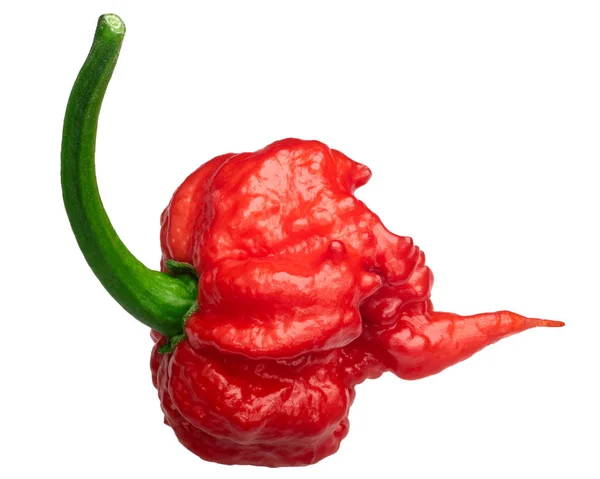 Carolina Reaper peper c. chinense, paden — Stockfoto