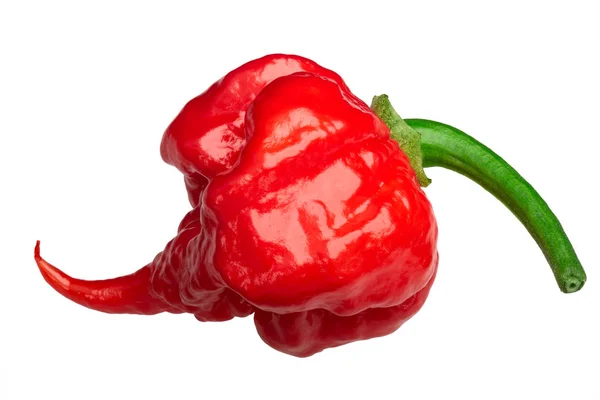 Carolina Reaper peper c. chinense, paden — Stockfoto