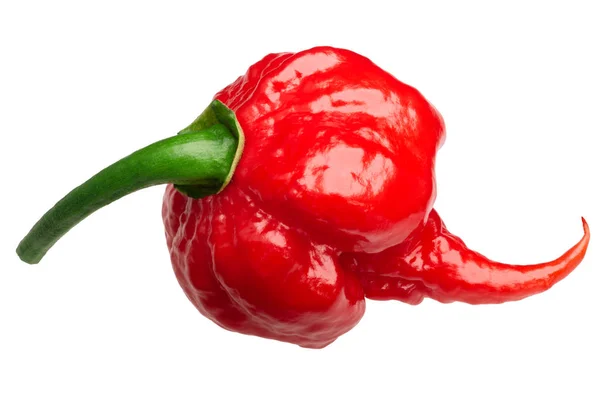 Carolina Reaper peper c. chinense, paden — Stockfoto