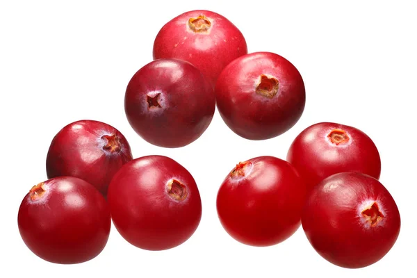 Tiga cranberry vs oxycoccs, jalur — Stok Foto