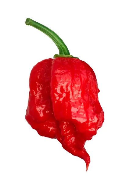 Carolina Reaper bors c. chinense, utak — Stock Fotó