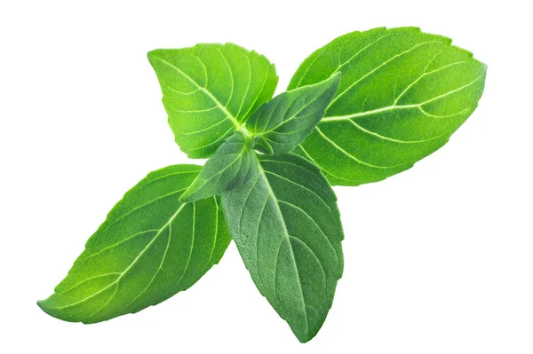 Greek Spicy Globe Basil Leaves Ocimum Basilicum Terisolasi Top View — Stok Foto