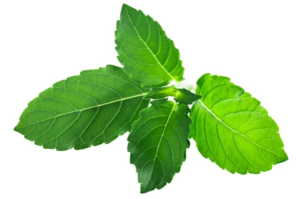Rama Tulsi Leaves Ocimum Tenuiflorum Foliage Isolated — Stock Photo, Image