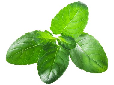 Krishna tulsi yaprakları (Ocimum tenuiflorum) izole 