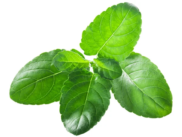 Hojas Krishna Tulsi Ocimum Tenuiflorum Aisladas — Foto de Stock