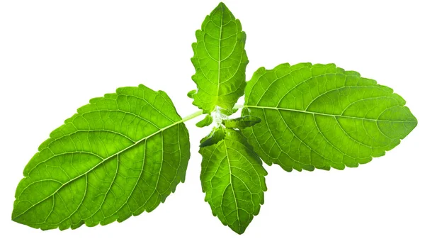 Hojas Krishna Tulsi Ocimum Tenuiflorum Aisladas — Foto de Stock