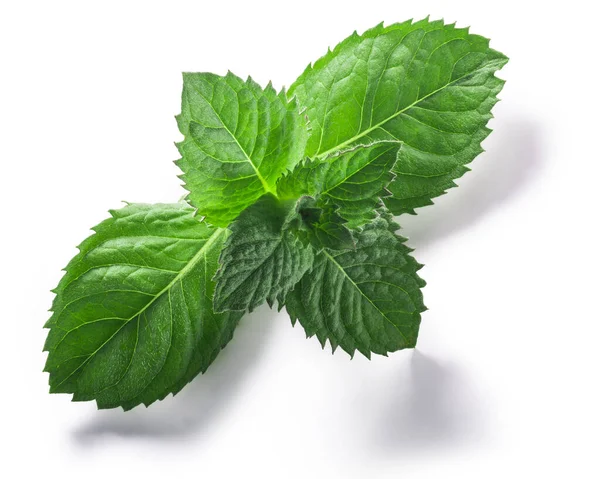 Peppermint Leaves Mentha Piperita Foliage Isolated Clipping Paths Top View — Stock Photo, Image