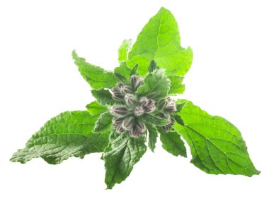 Borage (Borago officinalis), leaves w inflorescenses, isolated