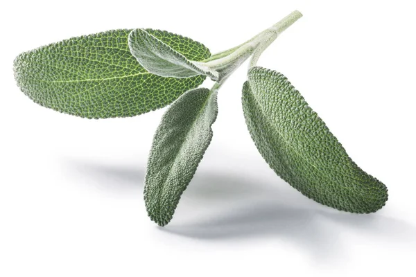 Fresh Sage Leaves Salvia Officinalis Isolated Clipping Paths — Stock Photo, Image