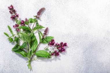 Flowering Spearmint, peppermint and oregano on grey textured backdrop w/copy space, top view clipart