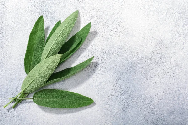 Gri desenli arkaplan üzerinde adaçayı yaprakları (Salvia officinalis), üst görünüm