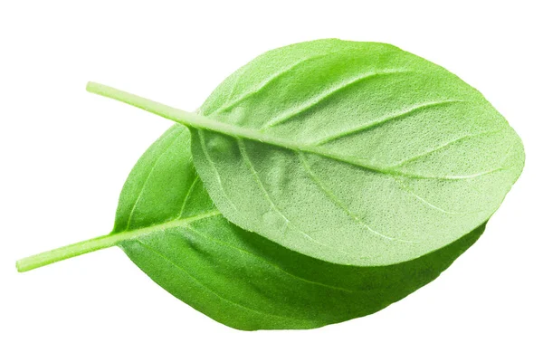 Kresna Tulsi Daun Ocimum Tenuiflorum Terisolasi Top View — Stok Foto