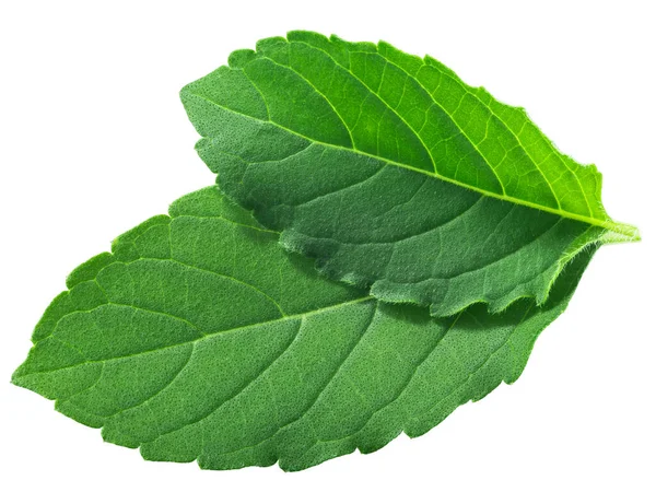 Rama Tulsi Leaves Ocimum Tenuiflorum Foliage Isolated Top View — 图库照片