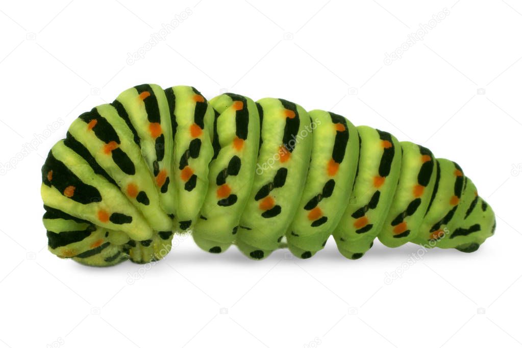 caterpillar isolated on white background - Papilio machaon