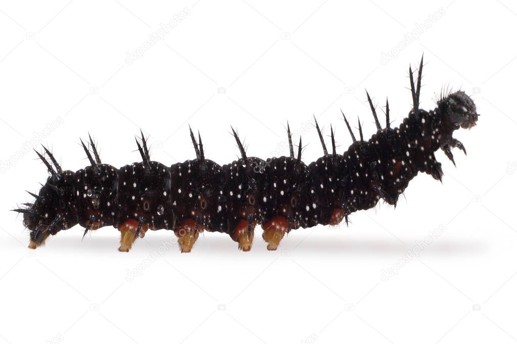 caterpillar isolated on white background - Inachis io