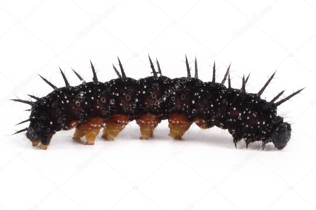 caterpillar isolated on white background - Inachis io