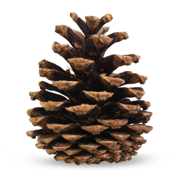 stock image Pine Cone Isolated On White